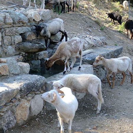 Отель Les Bergeries "Le Figuier" Omessa Экстерьер фото